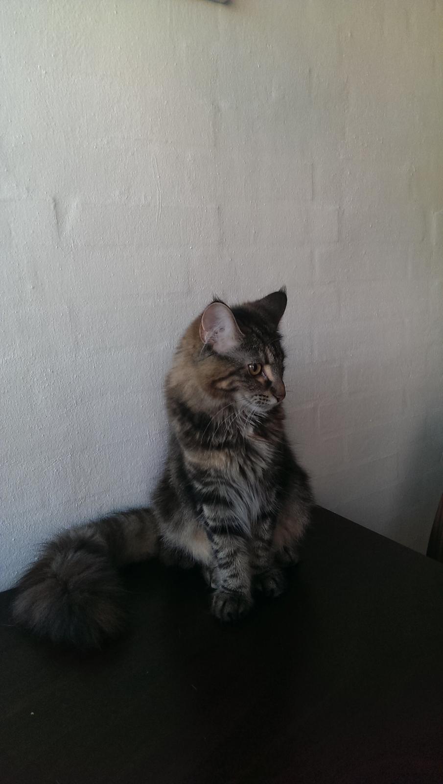 Norsk Skovkat Dk Bulbjergs Bailey billede 8