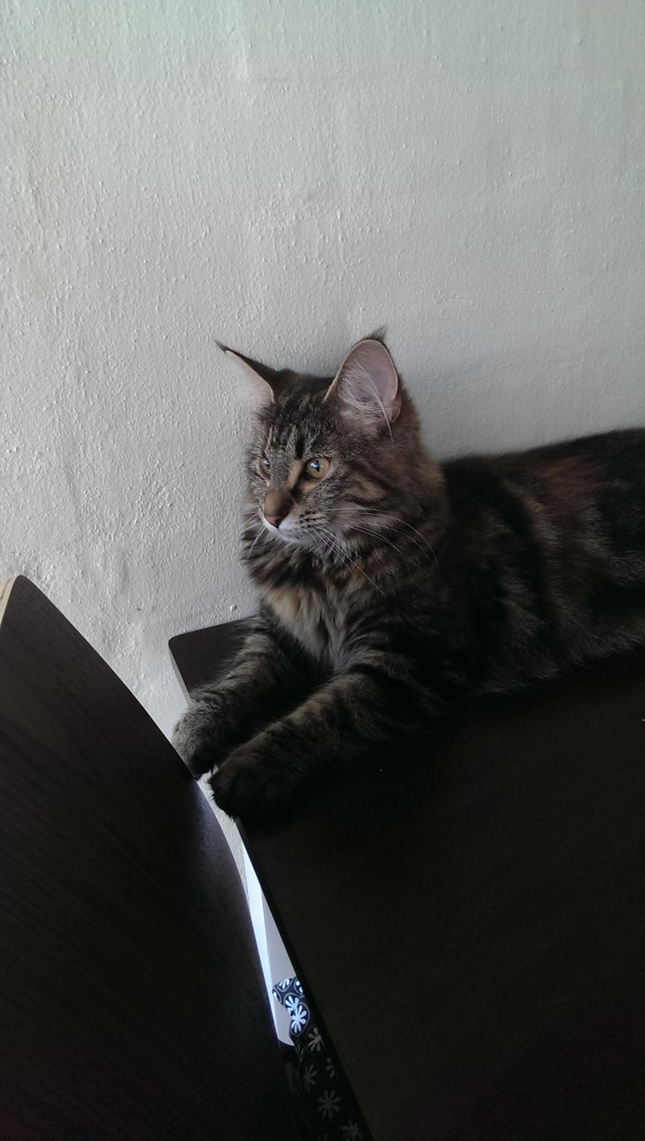 Norsk Skovkat Dk Bulbjergs Bailey billede 9