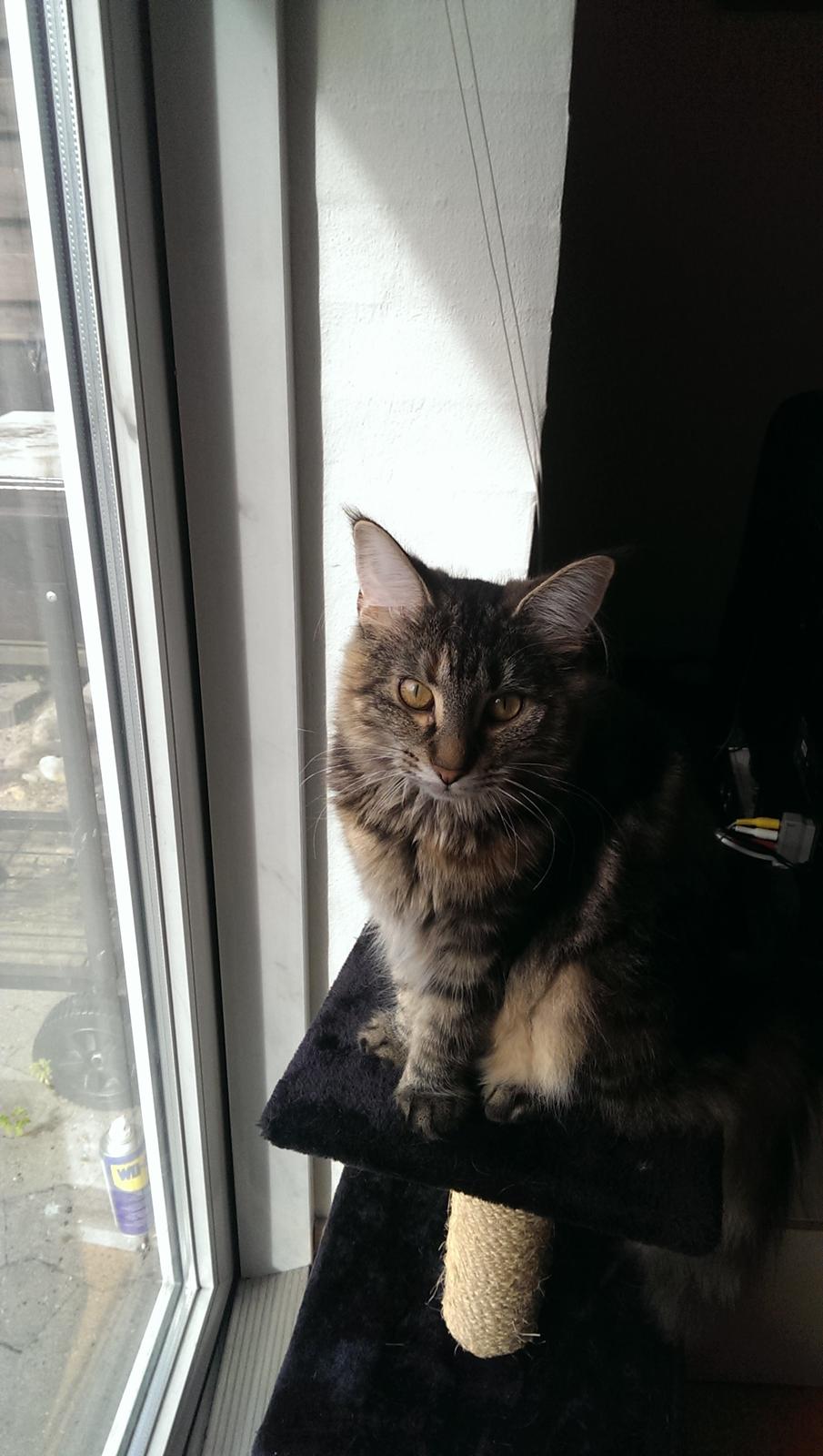 Norsk Skovkat Dk Bulbjergs Bailey billede 12