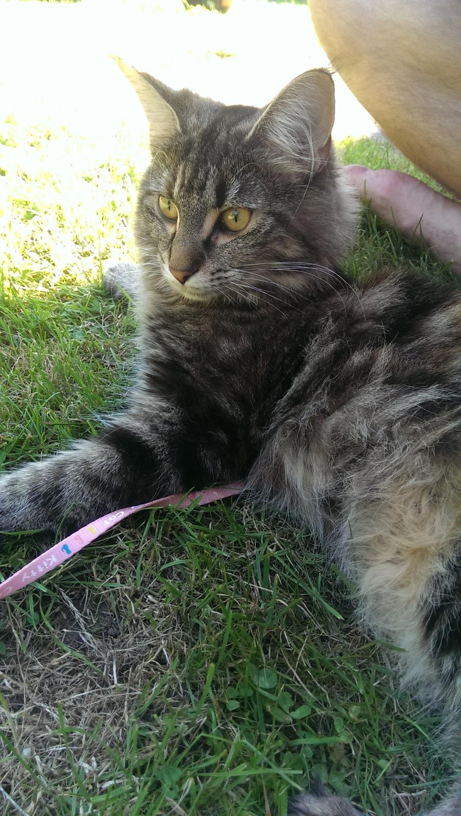 Norsk Skovkat Dk Bulbjergs Bailey billede 13