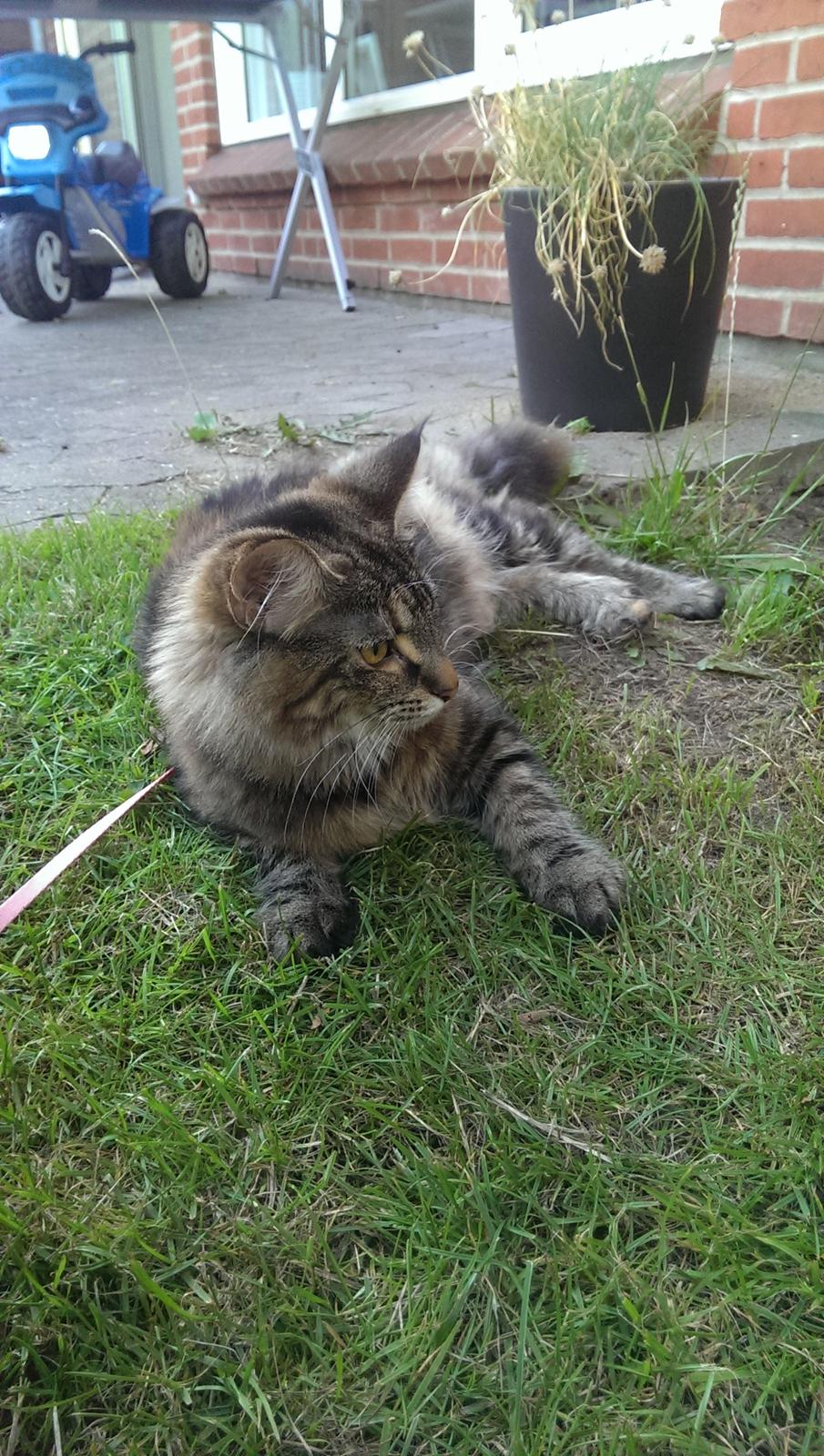 Norsk Skovkat Dk Bulbjergs Bailey billede 14