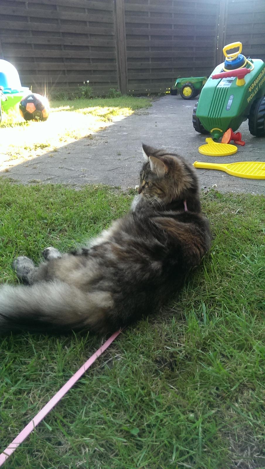 Norsk Skovkat Dk Bulbjergs Bailey billede 15