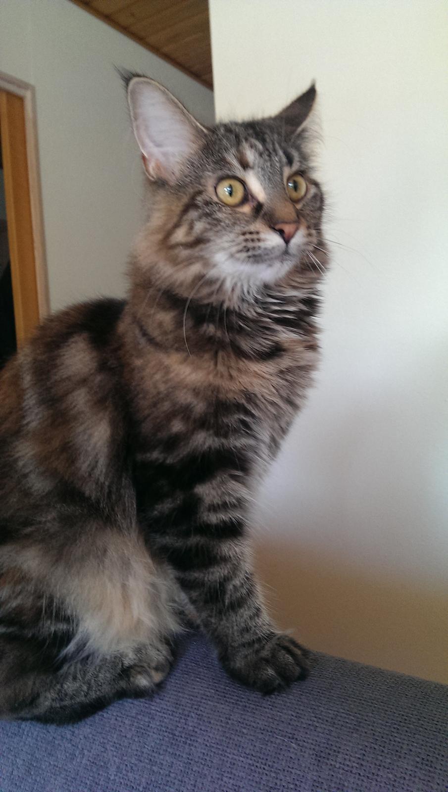 Norsk Skovkat Dk Bulbjergs Bailey billede 16