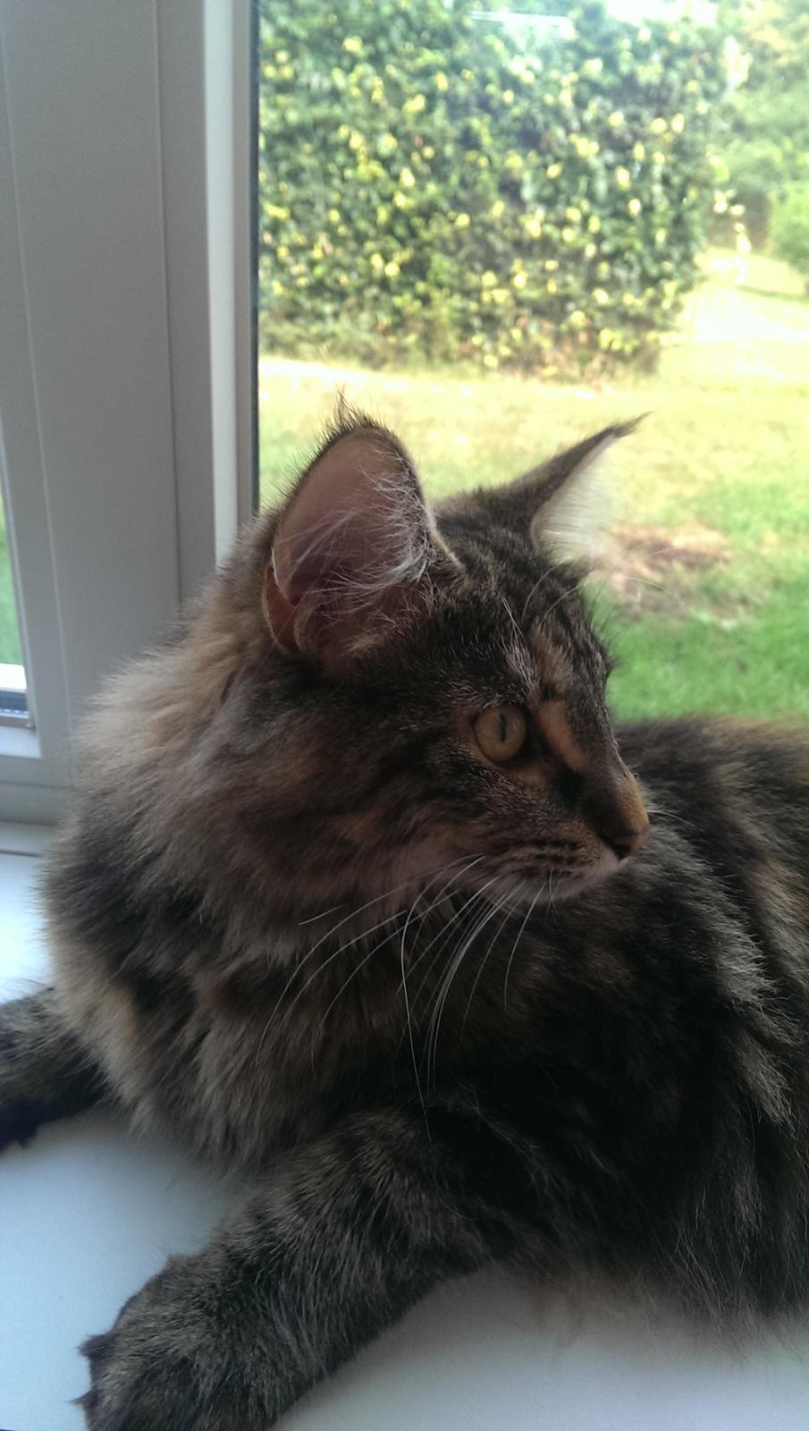 Norsk Skovkat Dk Bulbjergs Bailey billede 17