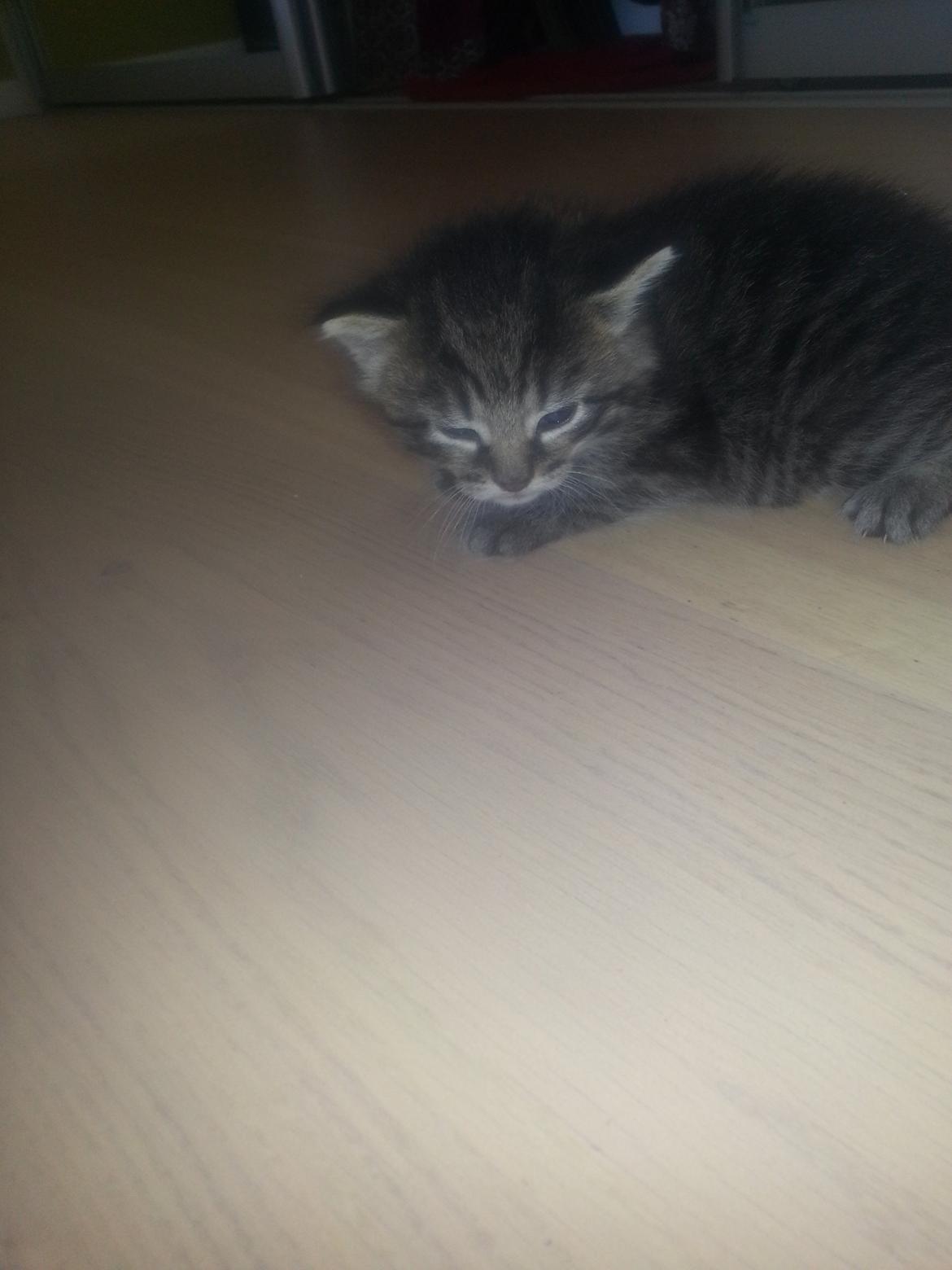 Blanding af racer Miv Venus Snude Hvidtfeldt billede 9