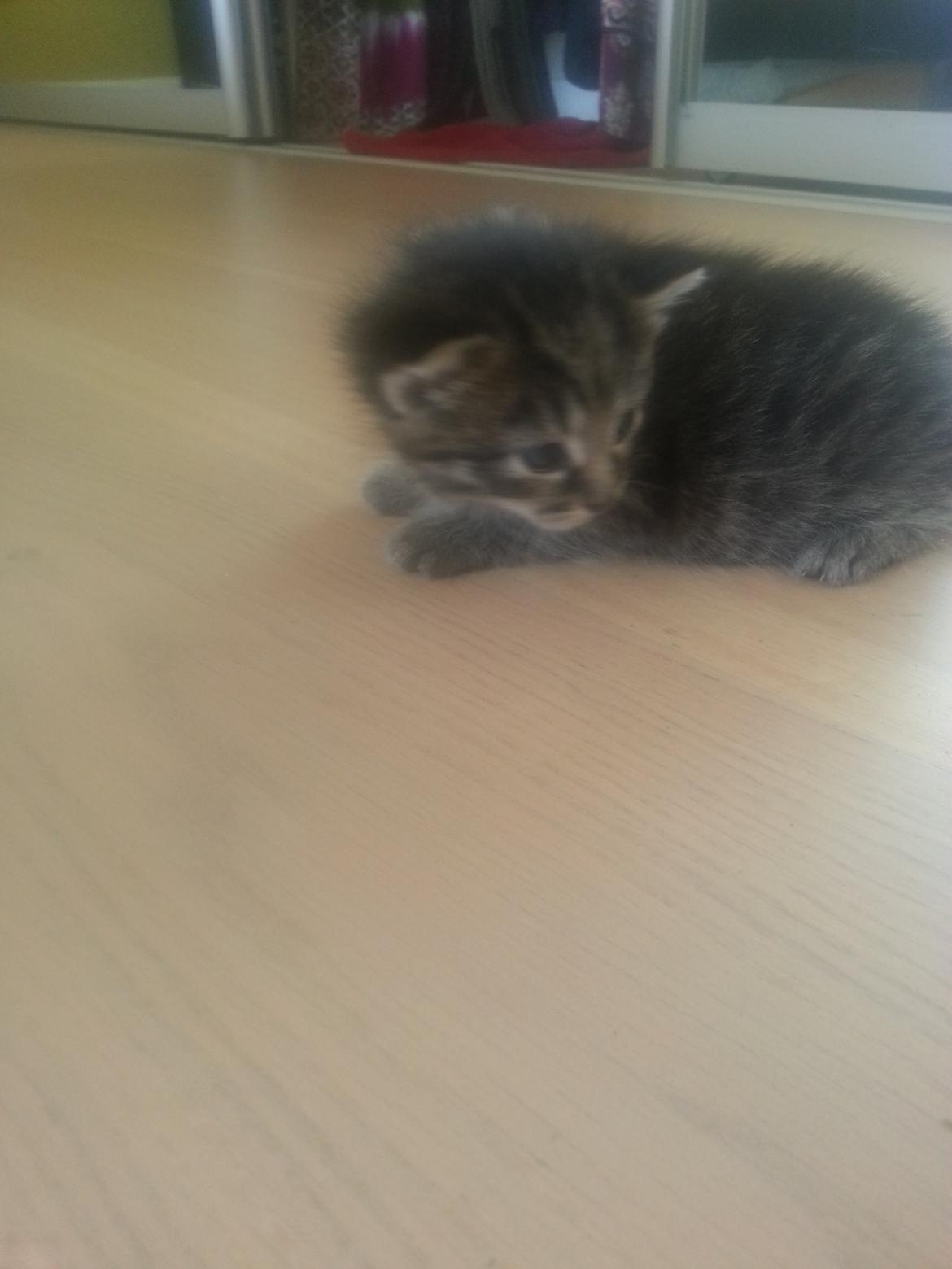 Blanding af racer Miv Venus Snude Hvidtfeldt - Kalder på pirat ærten. billede 10