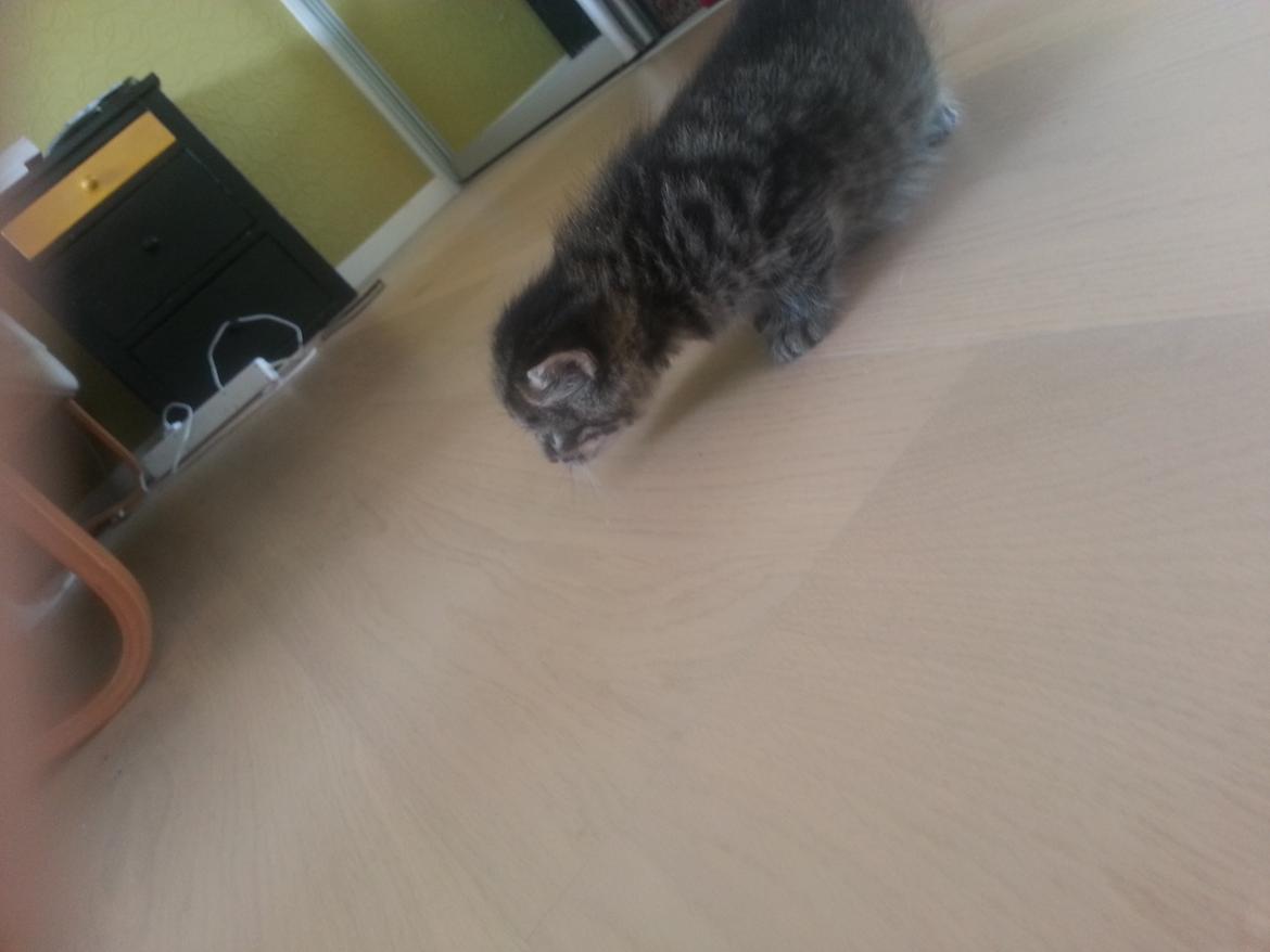 Blanding af racer Miv Venus Snude Hvidtfeldt billede 11