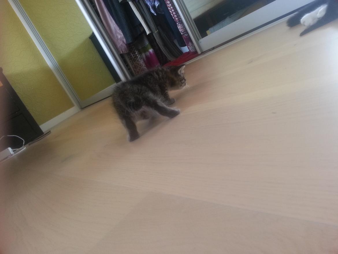 Blanding af racer Miv Venus Snude Hvidtfeldt billede 12