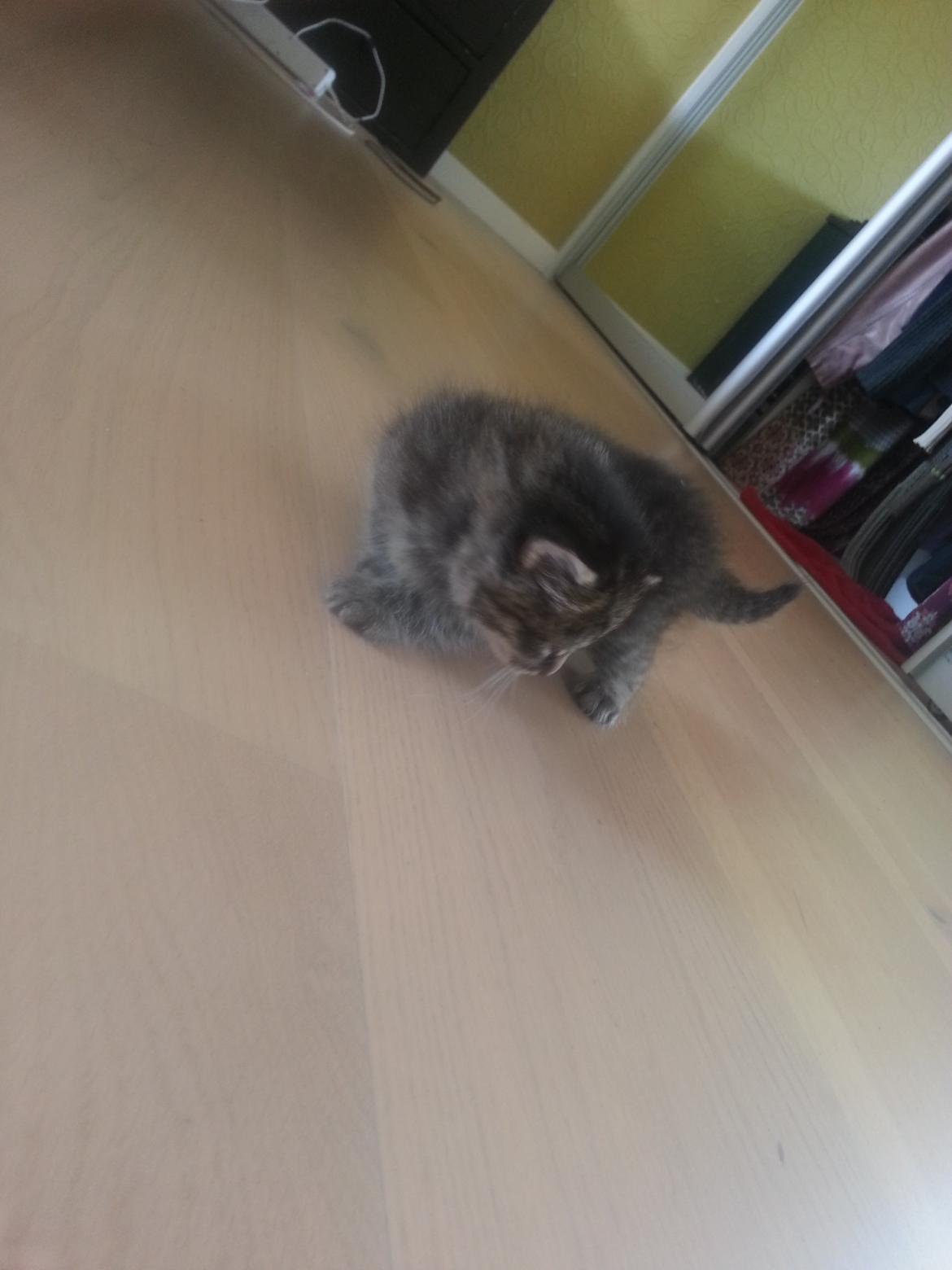 Blanding af racer Miv Venus Snude Hvidtfeldt billede 13