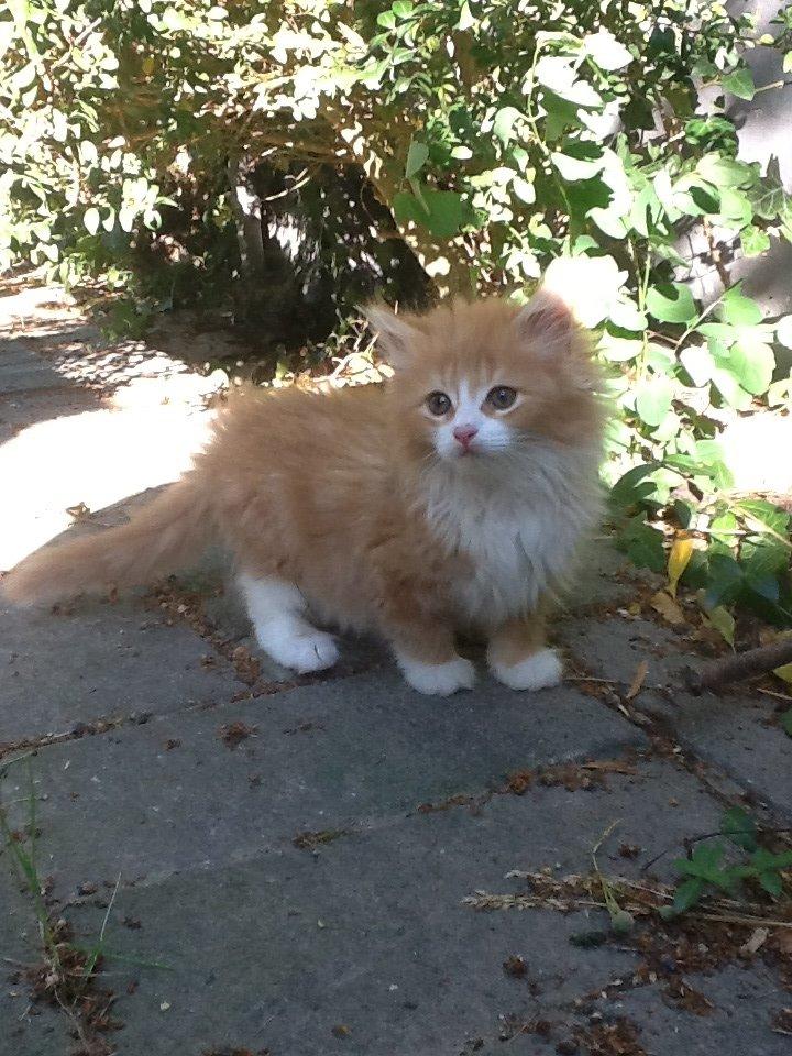 Blanding af racer Vanilje billede 1