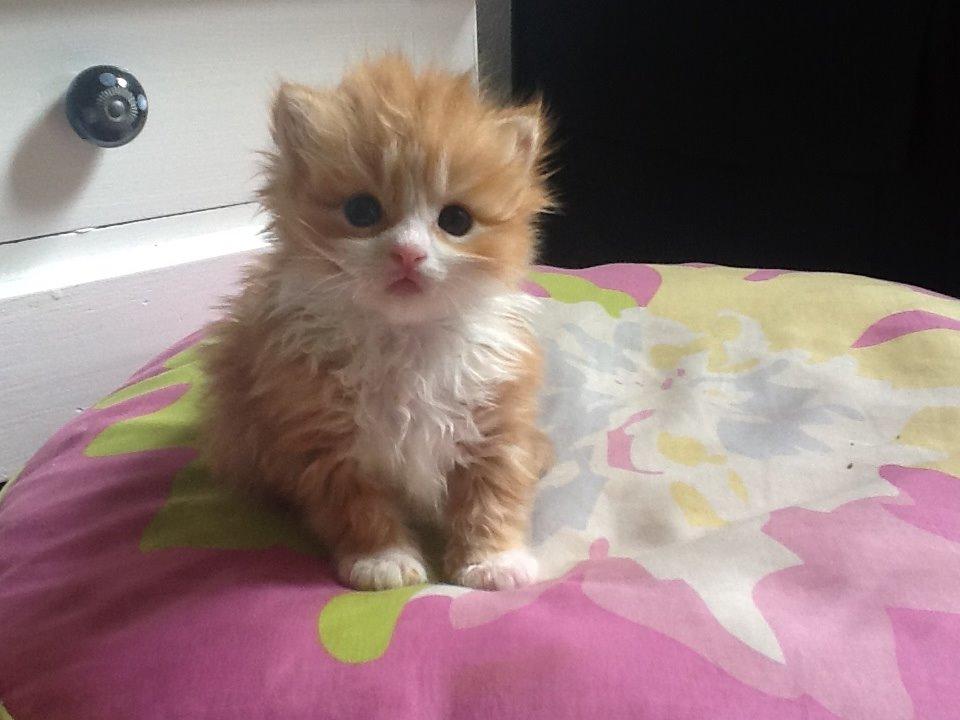 Blanding af racer Vanilje billede 2