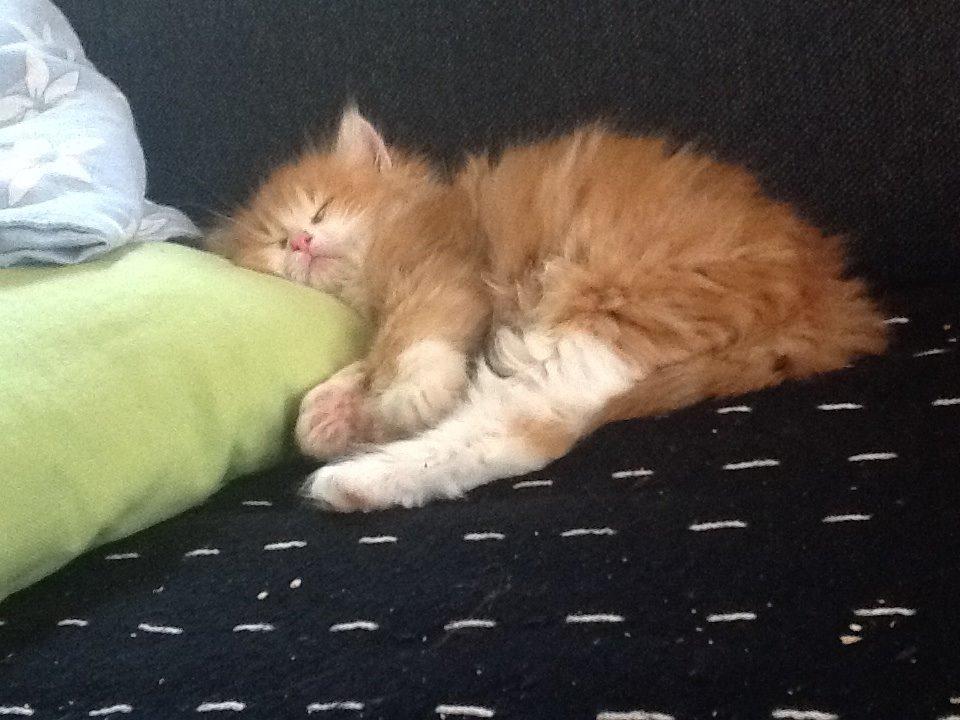 Blanding af racer Vanilje billede 3