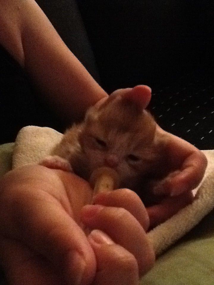 Blanding af racer Vanilje billede 4