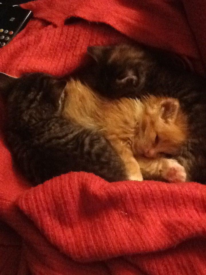 Blanding af racer Vanilje billede 6