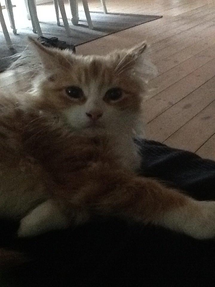 Blanding af racer Vanilje billede 8