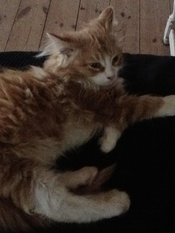 Blanding af racer Vanilje billede 10