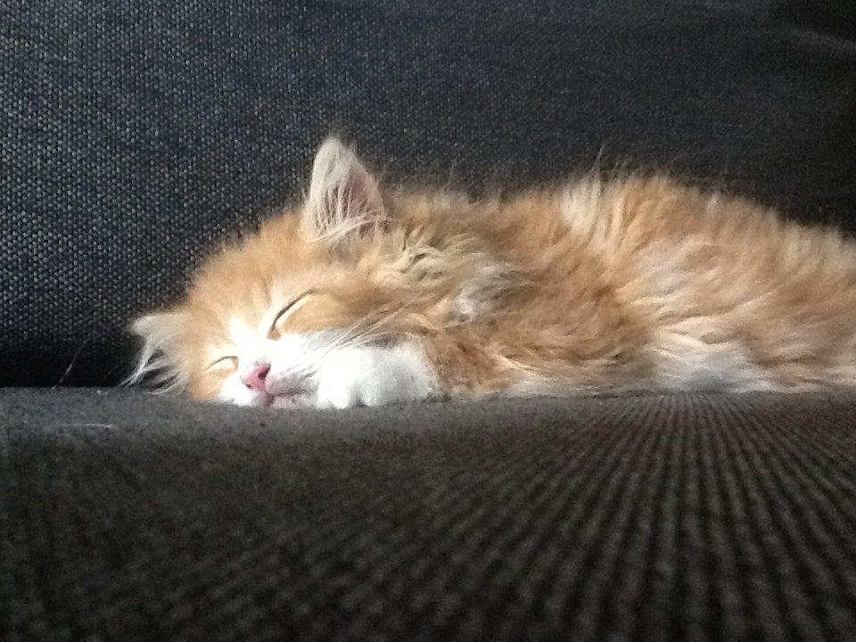 Blanding af racer Vanilje billede 9