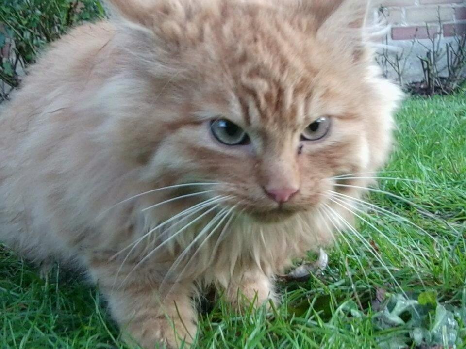 Blanding af racer Pjevs [Tidl. Genudsætningskat] ~Vildkat~ billede 1