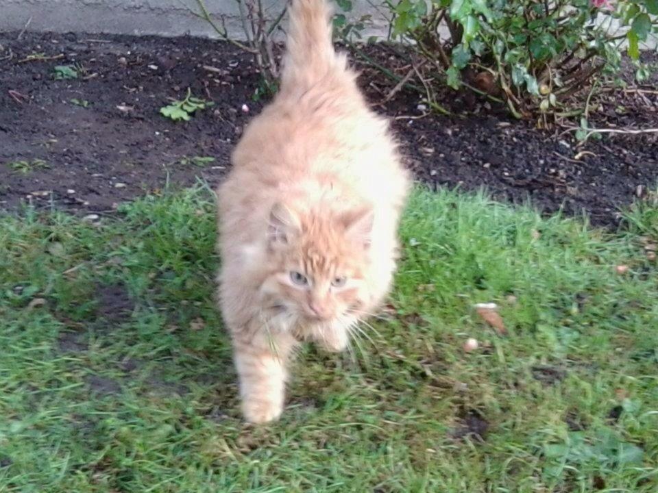 Blanding af racer Pjevs [Tidl. Genudsætningskat] ~Vildkat~ billede 2