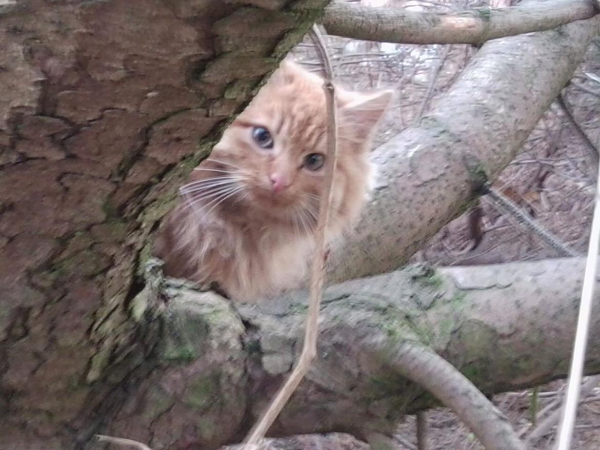 Blanding af racer Pjevs [Tidl. Genudsætningskat] ~Vildkat~ billede 3