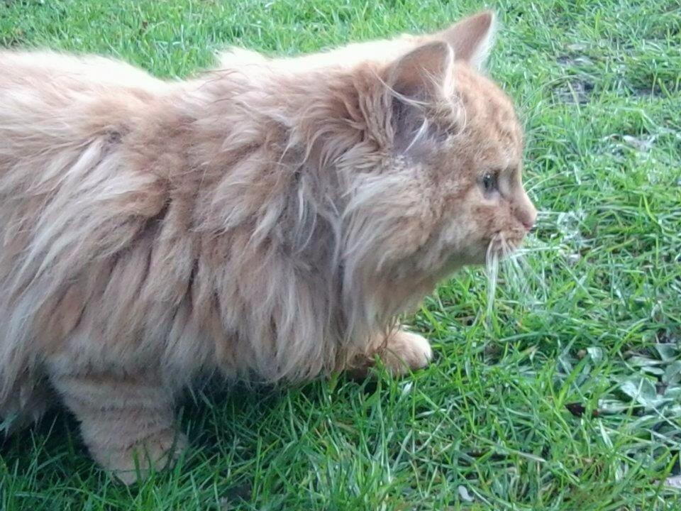 Blanding af racer Pjevs [Tidl. Genudsætningskat] ~Vildkat~ billede 4