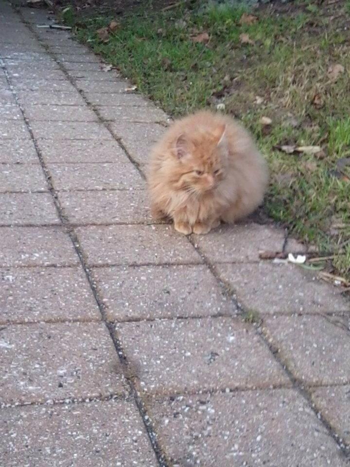 Blanding af racer Pjevs [Tidl. Genudsætningskat] ~Vildkat~ billede 5