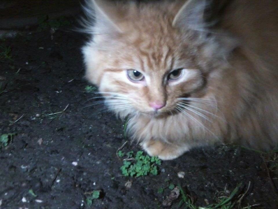 Blanding af racer Pjevs [Tidl. Genudsætningskat] ~Vildkat~ billede 6