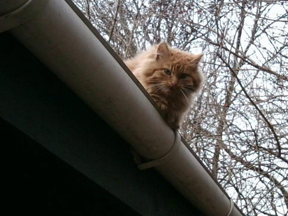 Blanding af racer Pjevs [Tidl. Genudsætningskat] ~Vildkat~ billede 7