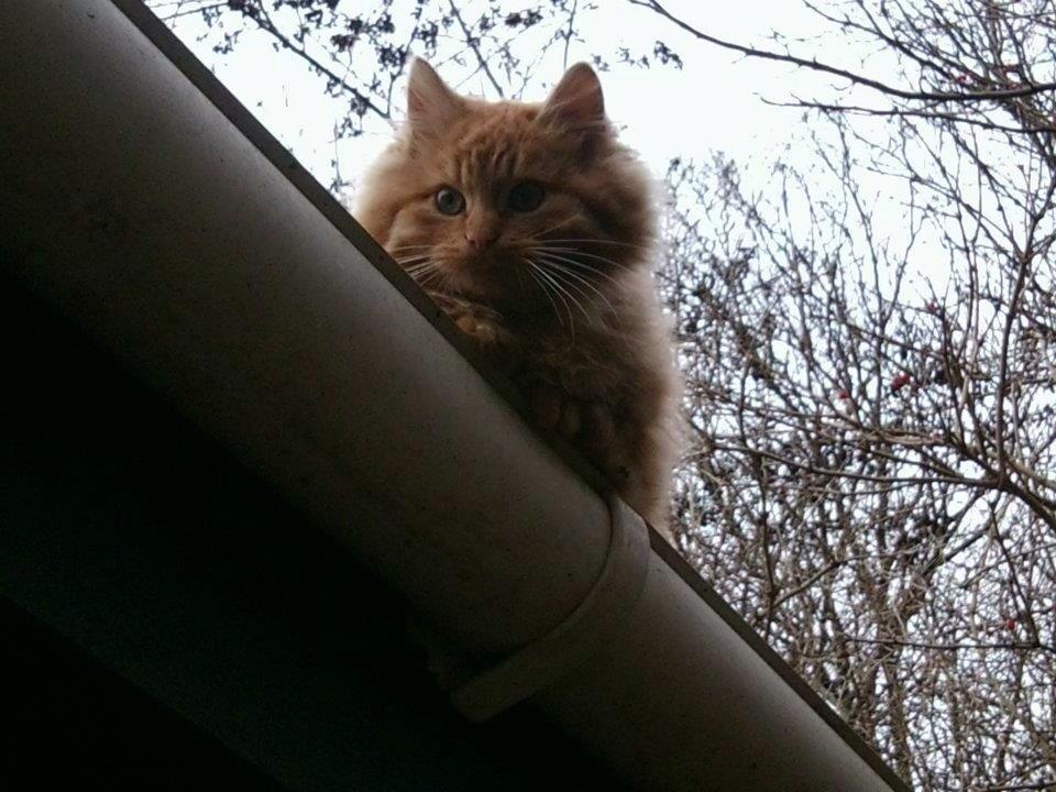 Blanding af racer Pjevs [Tidl. Genudsætningskat] ~Vildkat~ billede 8