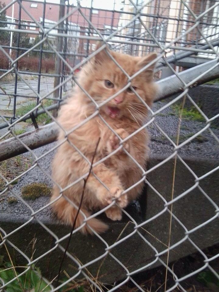 Blanding af racer Pjevs [Tidl. Genudsætningskat] ~Vildkat~ billede 9