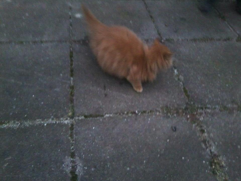 Blanding af racer Pjevs [Tidl. Genudsætningskat] ~Vildkat~ billede 11