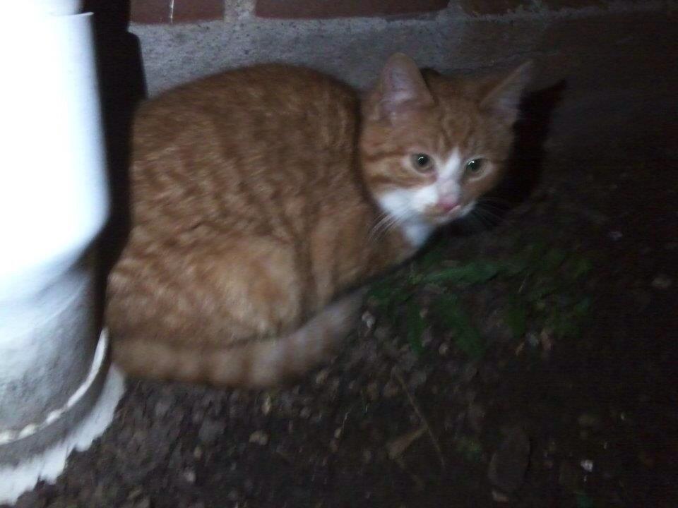 Huskat Snowboot [Tidl. genudsætningskat] billede 1