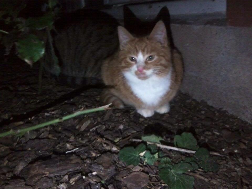 Huskat Snowboot [Tidl. genudsætningskat] billede 2