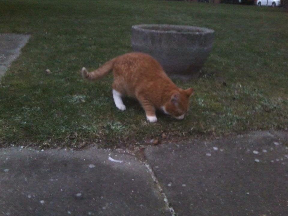 Huskat Snowboot [Tidl. genudsætningskat] billede 4