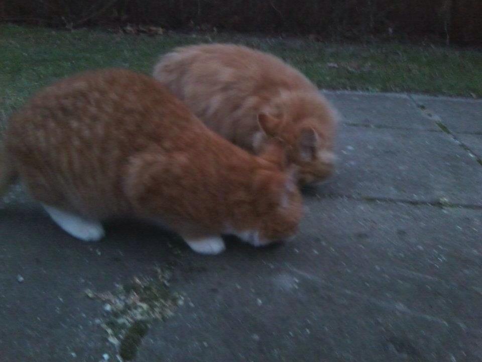 Huskat Snowboot [Tidl. genudsætningskat] billede 5