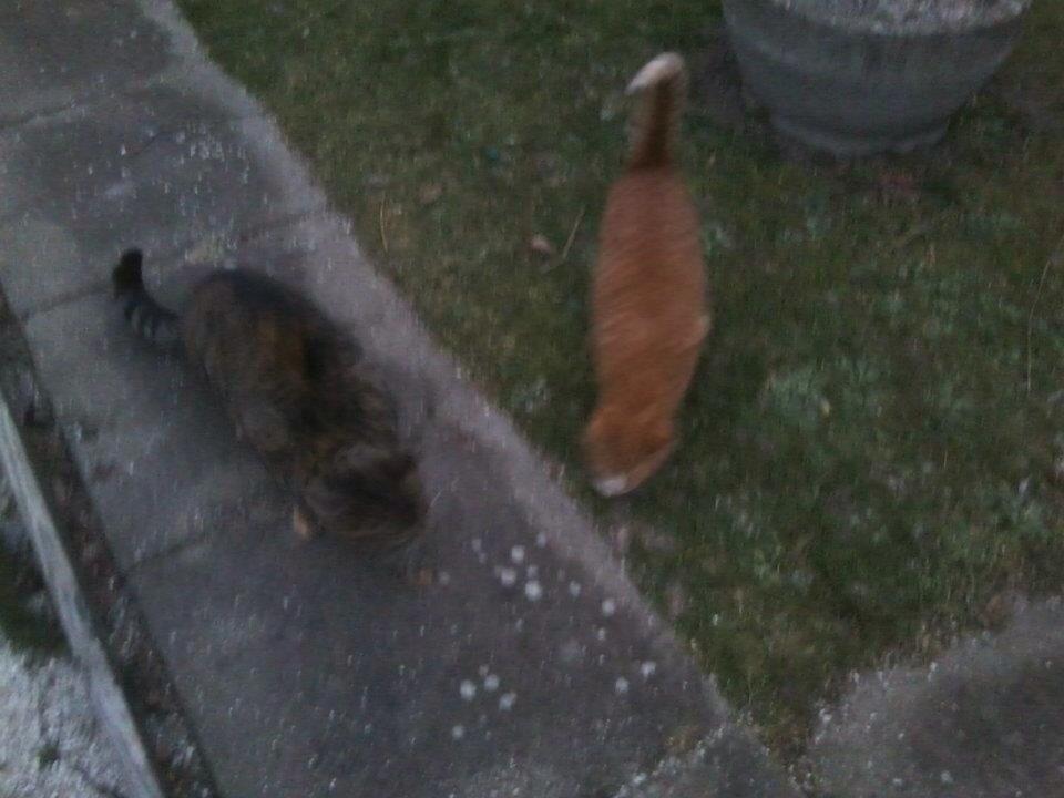 Huskat Snowboot [Tidl. genudsætningskat] billede 6