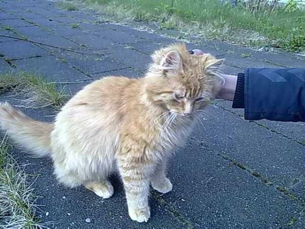 Huskat Snowboot [Tidl. genudsætningskat] billede 7