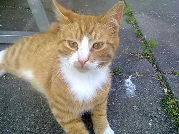 Huskat Snowboot [Tidl. genudsætningskat] billede 8