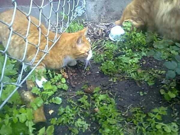 Huskat Snowboot [Tidl. genudsætningskat] billede 9