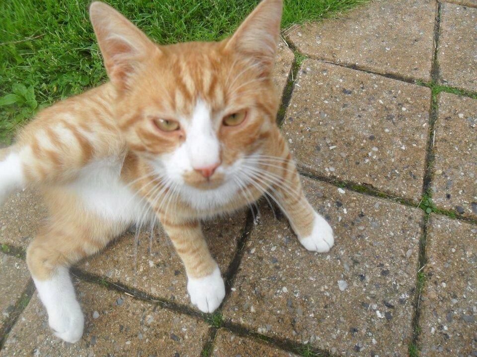 Huskat Snowboot [Tidl. genudsætningskat] billede 10