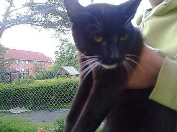 Huskat Blackie [Tidl. genudsætningskat] ~Tamkat~ billede 1