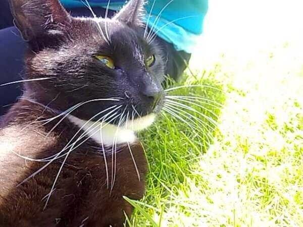 Huskat Blackie [Tidl. genudsætningskat] ~Tamkat~ billede 2