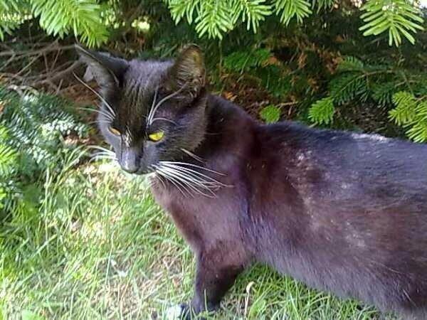 Huskat Blackie [Tidl. genudsætningskat] ~Tamkat~ billede 3