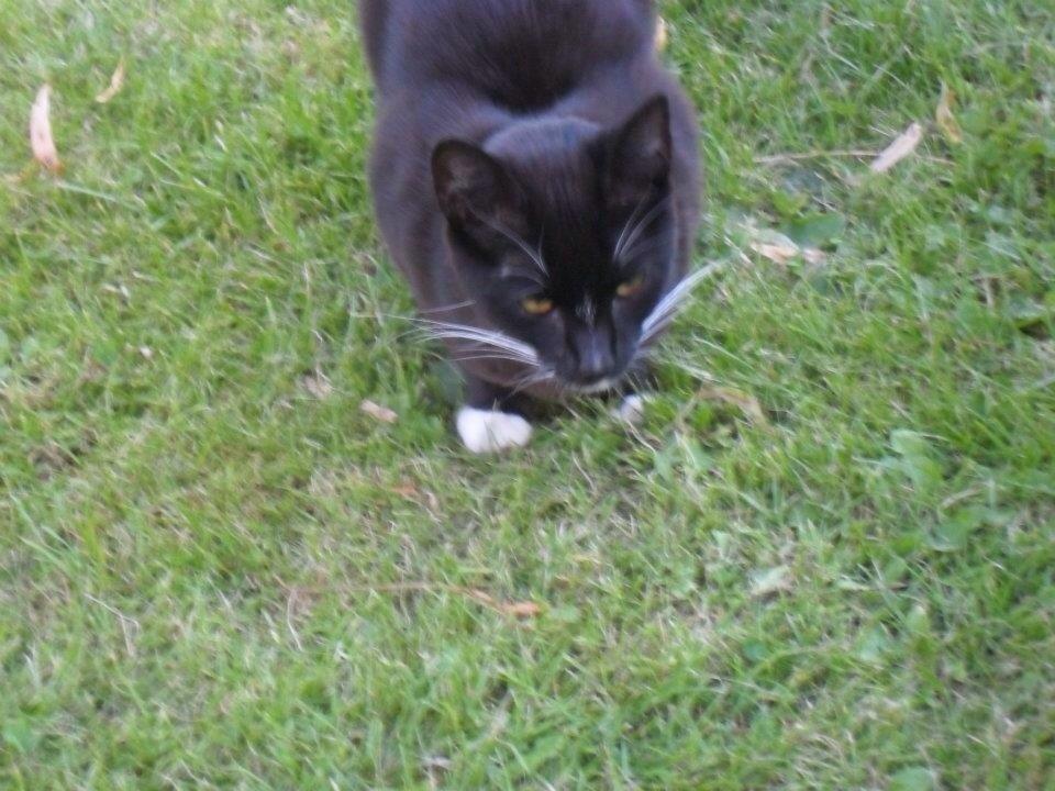 Huskat Blackie [Tidl. genudsætningskat] ~Tamkat~ billede 4