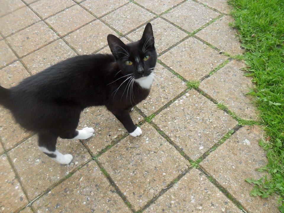 Huskat Blackie [Tidl. genudsætningskat] ~Tamkat~ billede 5