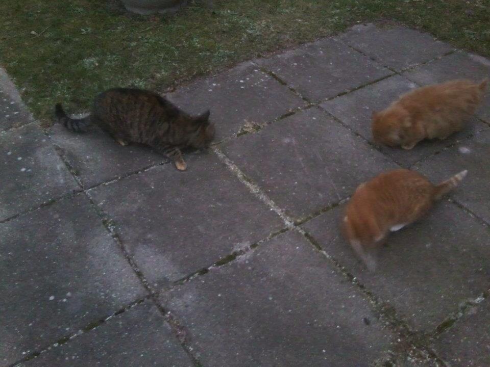 Huskat Snuske/Rose [Tidl. Genudsætningskat] ~Vildkat~ billede 1