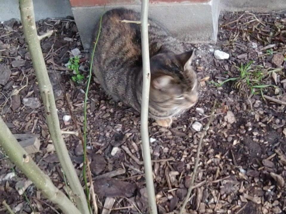 Huskat Snuske/Rose [Tidl. Genudsætningskat] ~Vildkat~ billede 2