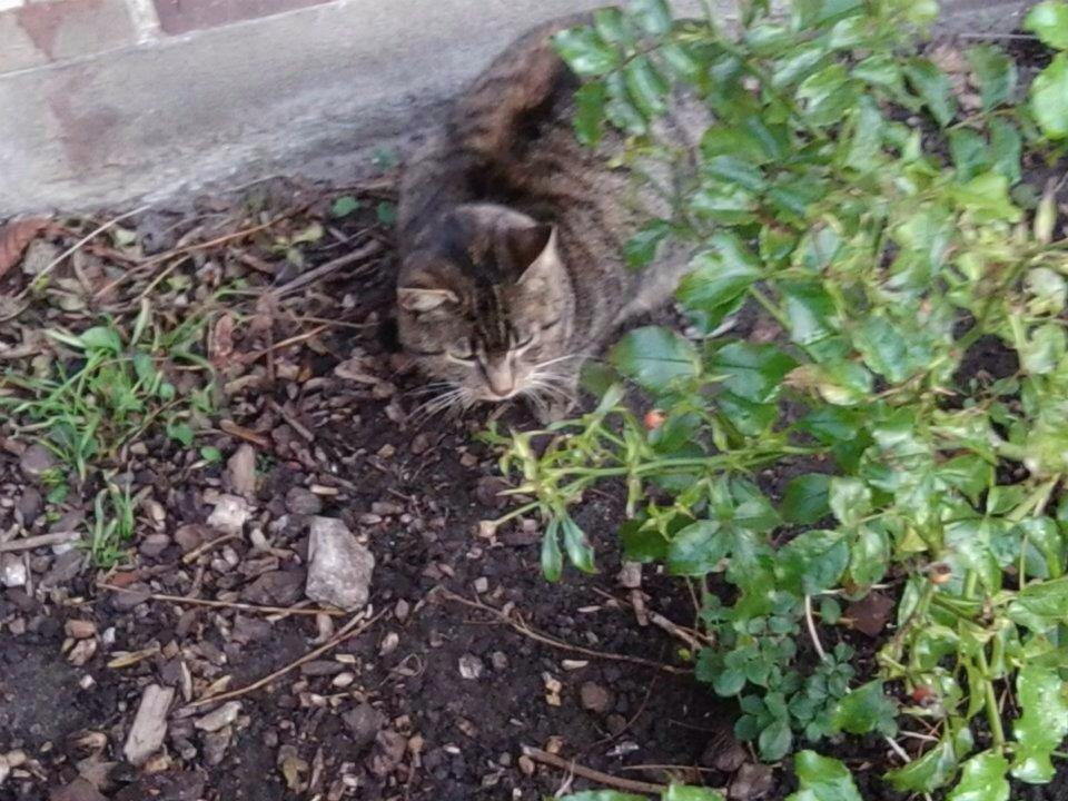 Huskat Snuske/Rose [Tidl. Genudsætningskat] ~Vildkat~ billede 3