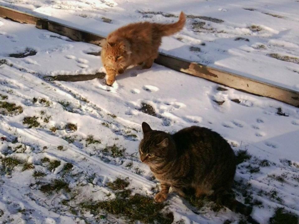 Huskat Snuske/Rose [Tidl. Genudsætningskat] ~Vildkat~ billede 4