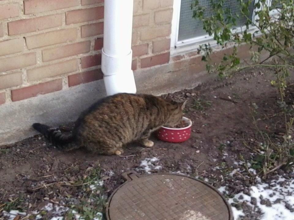 Huskat Snuske/Rose [Tidl. Genudsætningskat] ~Vildkat~ billede 5